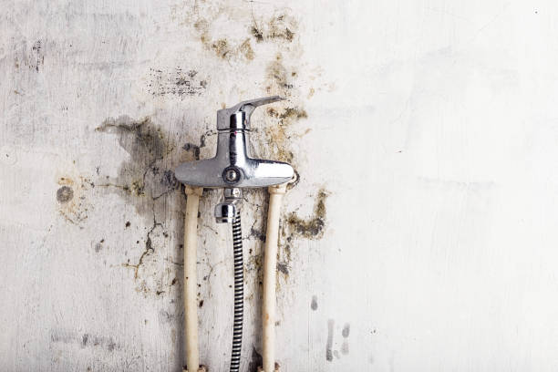 Best Black Mold Removal  in Boulder City, NV