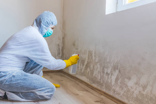 Certified Mold Removal in Boulder City, NV