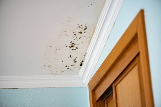 Best Mold Damage Repair  in Boulder City, NV
