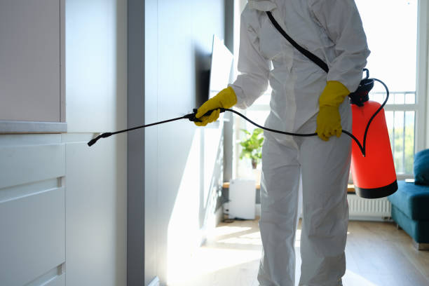 Best Professional Mold Removal  in Boulder City, NV