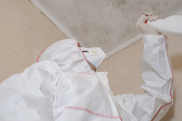 Best Attic Mold Removal  in Boulder City, NV