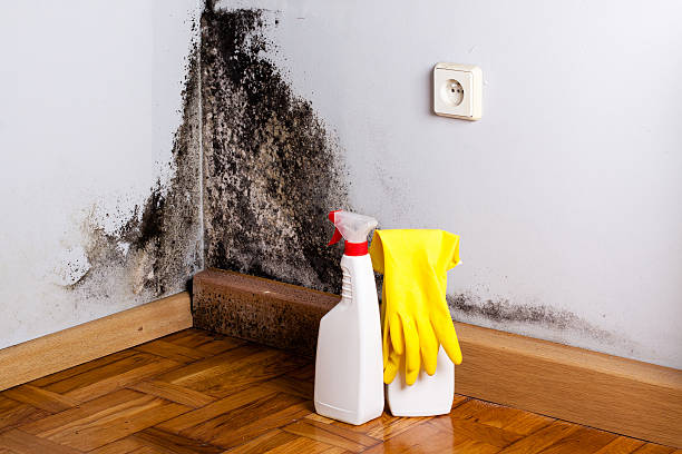 Best Commercial Mold Removal  in Boulder City, NV