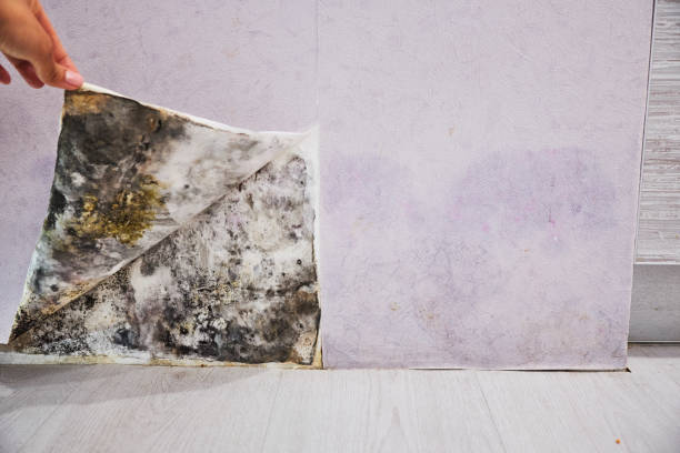 Best Emergency Mold Removal  in Boulder City, NV